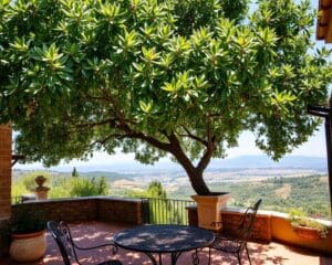 Welke boom past bij een mediterraan terras?