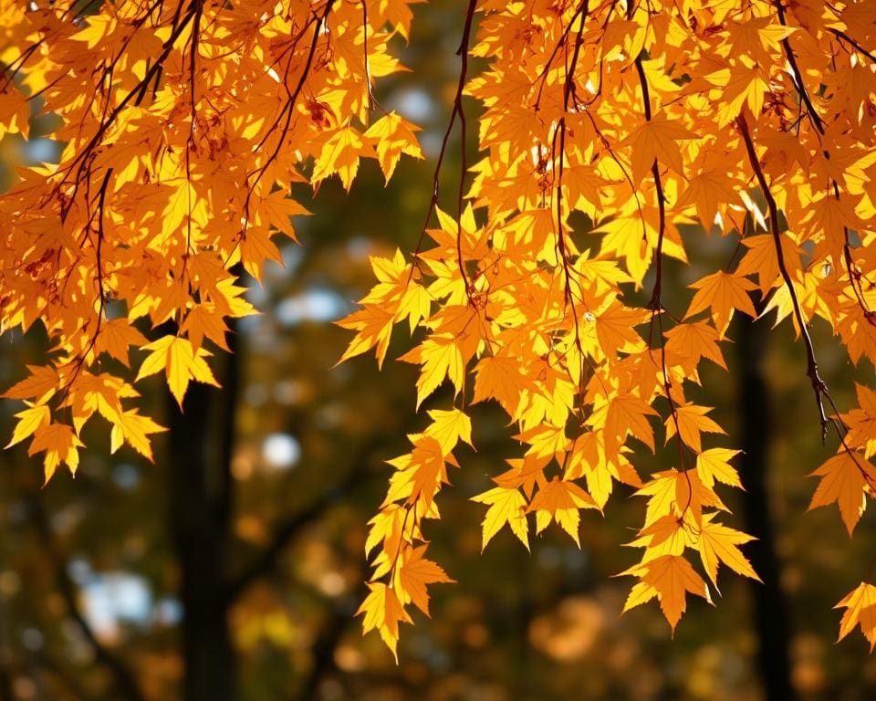 herfstbladeren