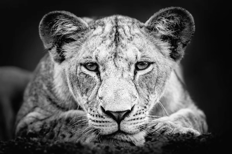 black and white lion print