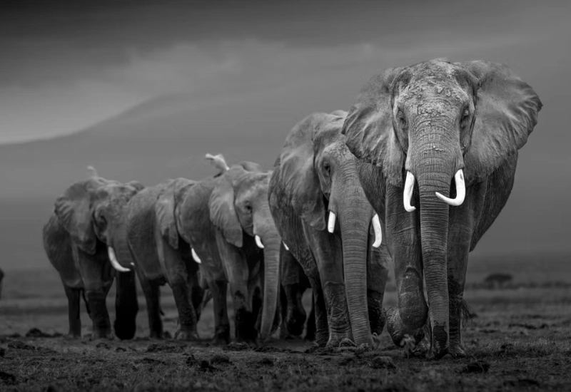 zwart wit olifanten prints wanddecoratie